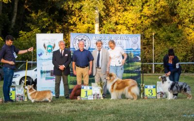 2019.09.15. – Gödöllő AAPKK Speciál CAC eredmények