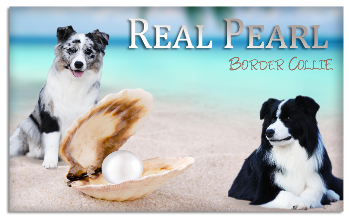 Real Pearl kennel