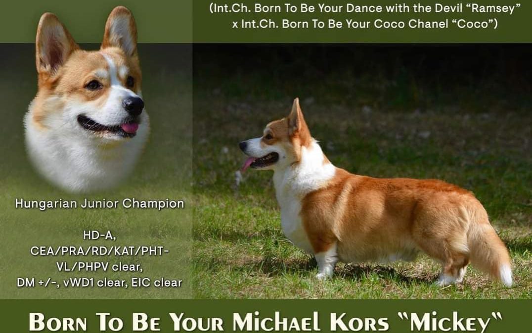 Born To Be Your Michael Kors