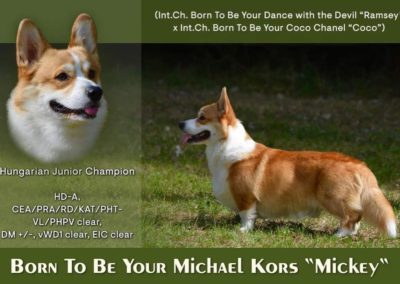 Born To Be Your Michael Kors