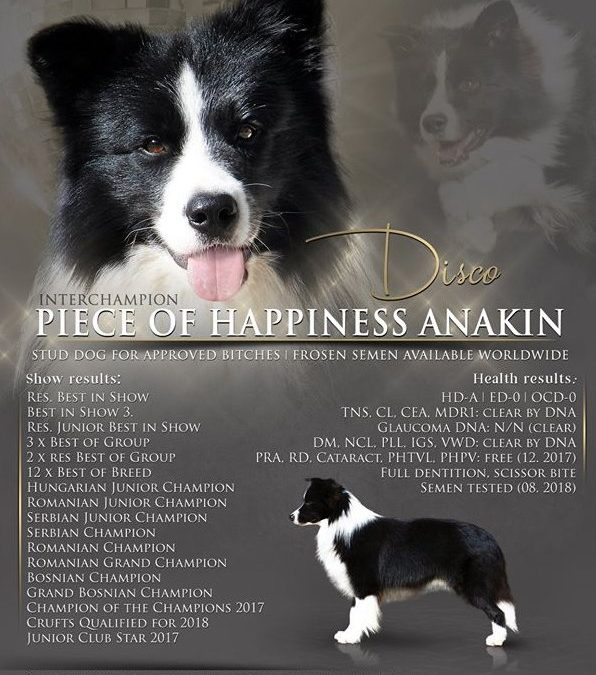Piece of Happiness Anakin
