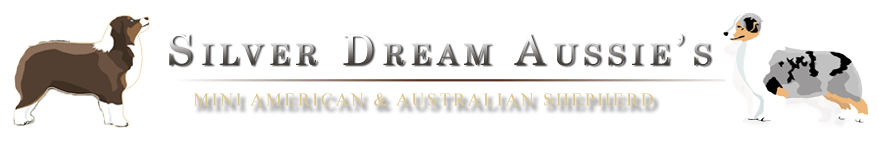 Silver Dream Aussie’s kennel