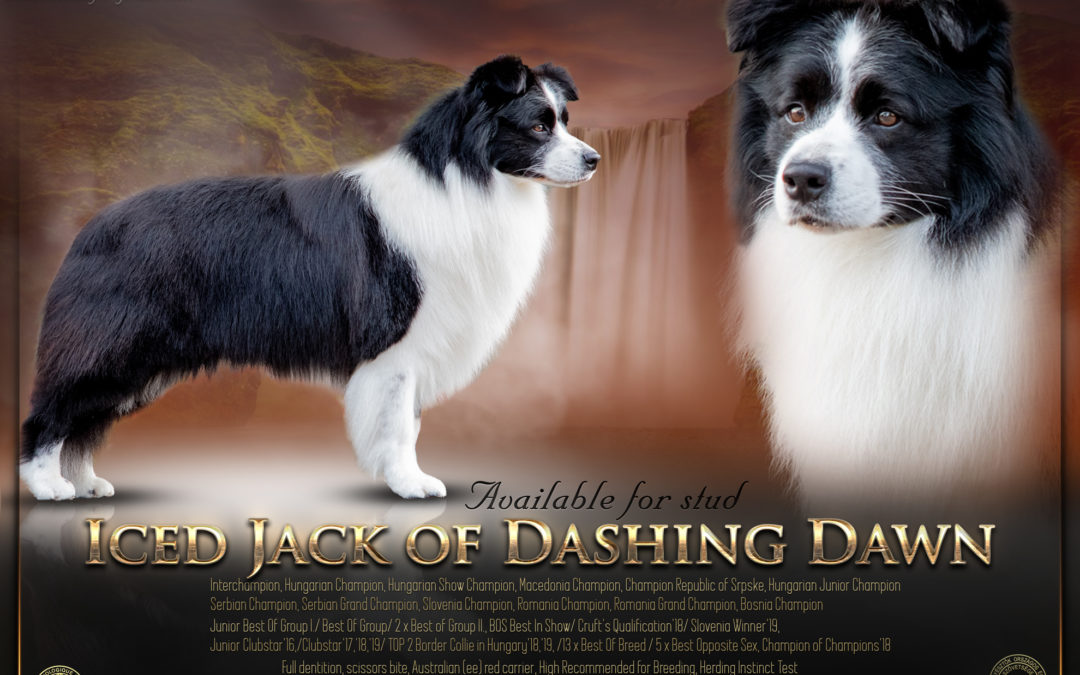 Iced Jack Of Dashing Dawn