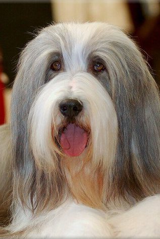 bearded collie ingyen elvihető es