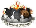 Flame of Phoenix kennel