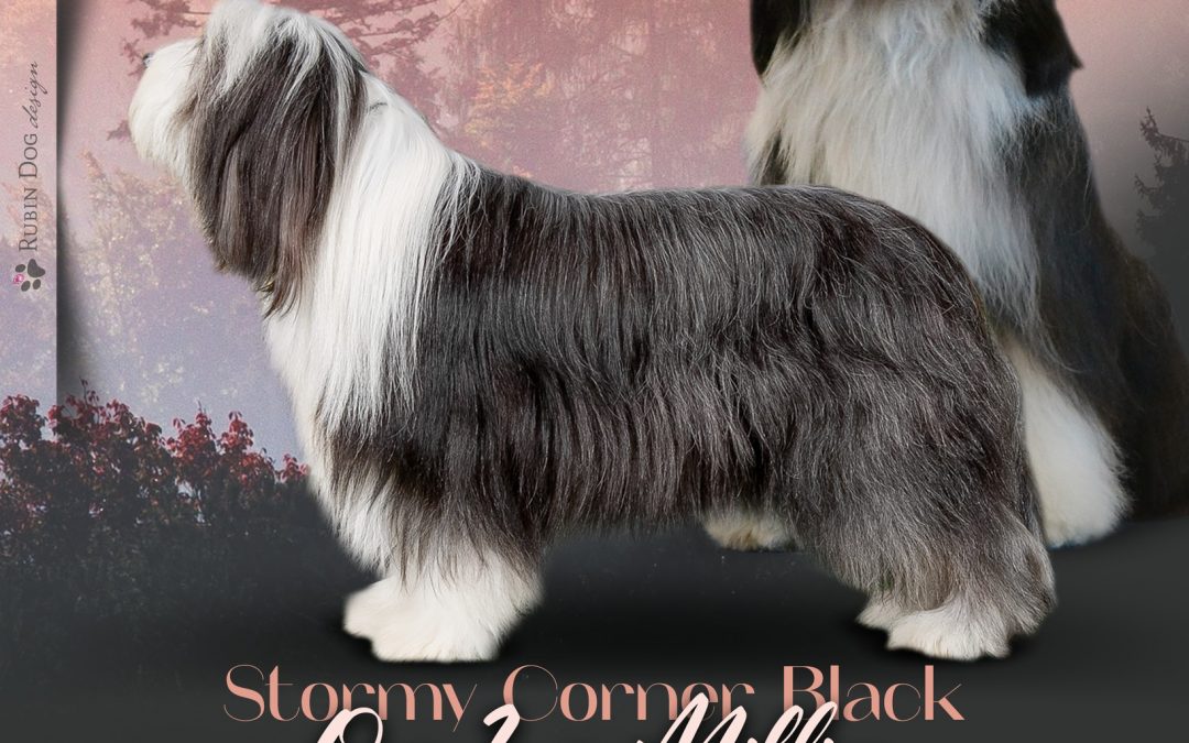 Stormy Corner Black One In a Million