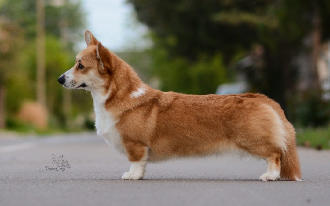 Averoya Winds of Treowecorgi