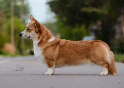 Averoya Winds of Treowecorgi