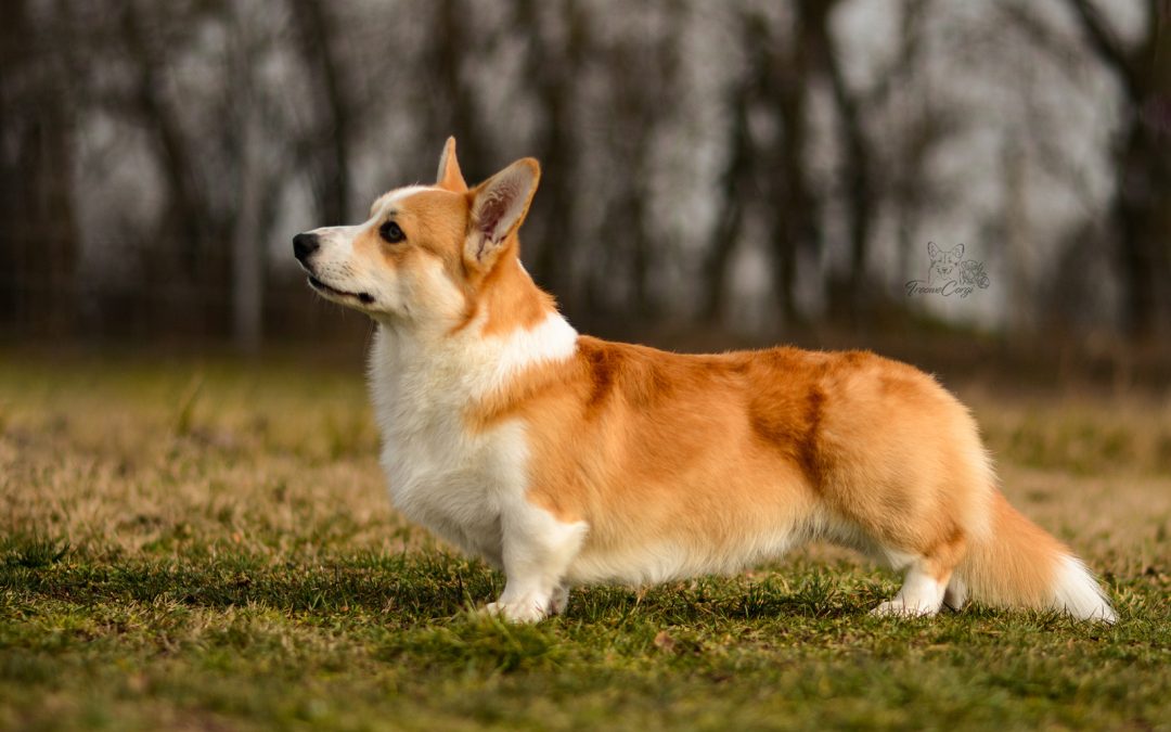Before Sunset of Treowecorgi