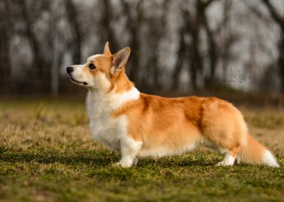 Before Sunset of Treowecorgi